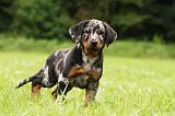 BEAUCERON - PUPPIES 316